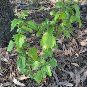 Chenopodium murale at The Fair, Watson - 15 May 2024