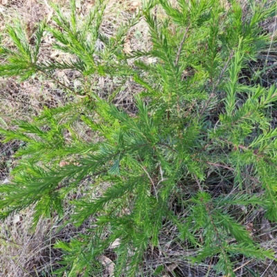 Grevillea (genus) (Grevillea) at Hackett, ACT - 15 May 2024 by abread111