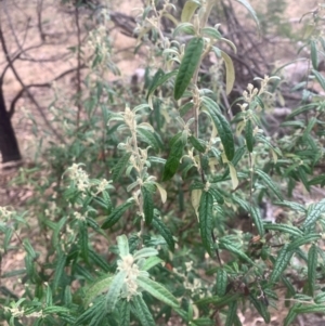 Olearia lirata at Black Flat at Corrowong - 9 May 2024