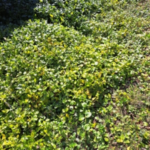 Vinca major at Hackett, ACT - 15 May 2024