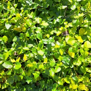 Vinca major at Hackett, ACT - 15 May 2024