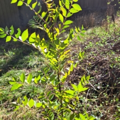 Fraxinus sp. (An Ash) at Mount Majura - 15 May 2024 by abread111