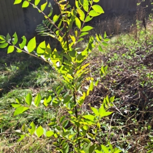 Fraxinus sp. at Mount Majura - 15 May 2024 01:05 PM