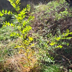 Fraxinus sp. at Mount Majura - 15 May 2024