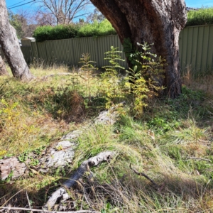 Fraxinus sp. at Mount Majura - 15 May 2024