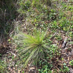 Nassella trichotoma (Serrated Tussock) at Hackett, ACT - 15 May 2024 by abread111