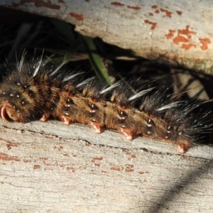 Anthela ocellata at Sutton Street Crown Reserve Berrima - 14 May 2024