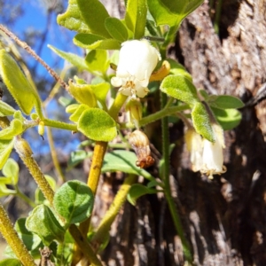 Salpichroa origanifolia at Mount Majura - 15 May 2024