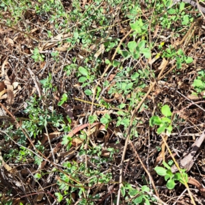 Salpichroa origanifolia at Mount Majura - 15 May 2024