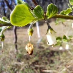 Salpichroa origanifolia at Mount Majura - 15 May 2024 01:06 PM