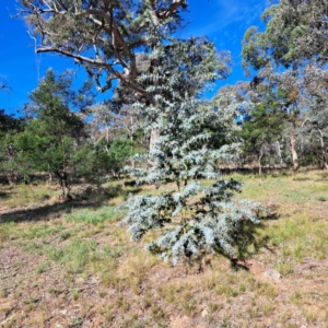 Acacia baileyana at Mount Majura - 15 May 2024 01:08 PM