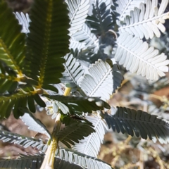 Acacia baileyana at Mount Majura - 15 May 2024