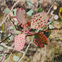 Unidentified Eucalyptus Gall at Mount Mugga Mugga - 15 May 2024 by Mike