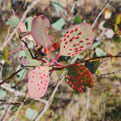 Unidentified Eucalyptus Gall at suppressed - 15 May 2024 by Mike