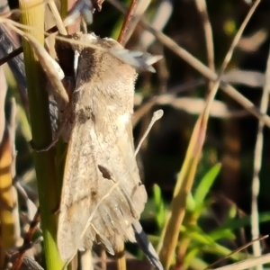 Unidentified Moth (Lepidoptera) at suppressed by Mike