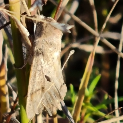 Unidentified Swift and Ghost moth (Hepialidae) at Isaacs Ridge - 15 May 2024 by Mike