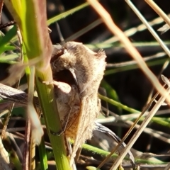 Oxycanus (genus) at Isaacs Ridge - 15 May 2024