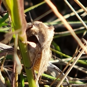 Oxycanus (genus) at Isaacs Ridge - 15 May 2024