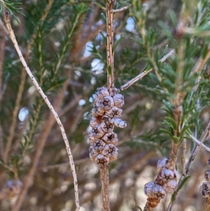 Melaleuca parvistaminea at Kenny, ACT - 15 May 2024