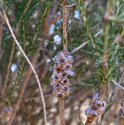 Melaleuca parvistaminea (Small-flowered Honey-myrtle) at Kenny, ACT - 15 May 2024 by SteveBorkowskis