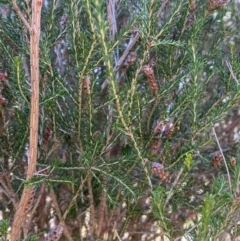 Melaleuca parvistaminea at Kenny, ACT - 15 May 2024 11:12 AM