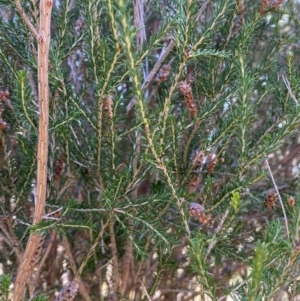 Melaleuca parvistaminea at Kenny, ACT - 15 May 2024 11:12 AM