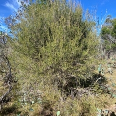 Melaleuca parvistaminea at Kenny, ACT - 15 May 2024