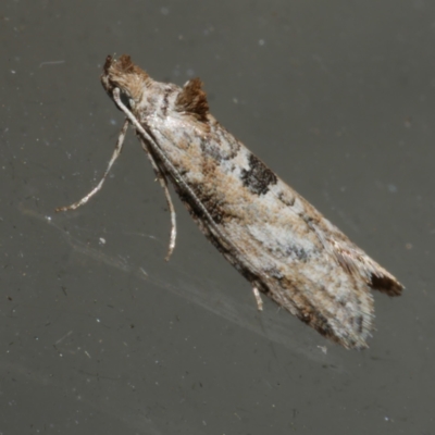 Acmosara polyxena (Heliocosma Group) at WendyM's farm at Freshwater Ck. - 16 Apr 2020 by WendyEM