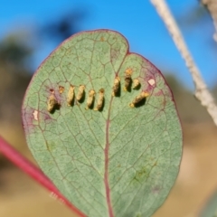 Paropsini sp. (tribe) (Unidentified paropsine leaf beetle) at Mount Mugga Mugga - 15 May 2024 by Mike