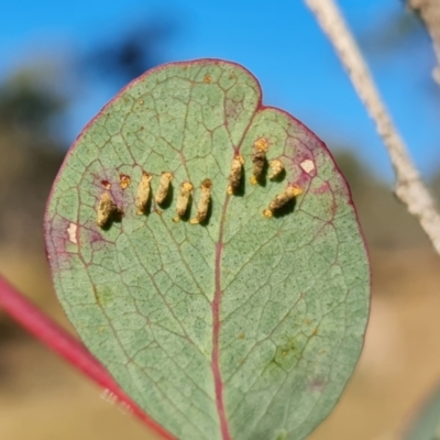 Paropsini sp. (tribe) (Unidentified paropsine leaf beetle) at Mount Mugga Mugga - 15 May 2024 by Mike
