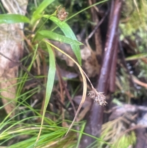 Luzula flaccida at Tidbinbilla Nature Reserve - 15 May 2024