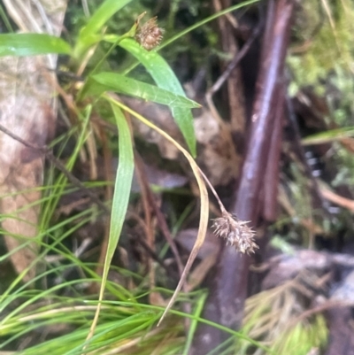 Luzula flaccida (Pale Woodrush) at Paddys River, ACT - 15 May 2024 by JaneR