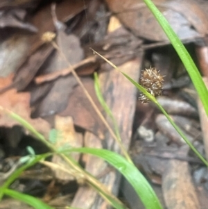 Luzula flaccida at Tidbinbilla Nature Reserve - 15 May 2024