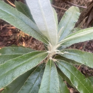 Bedfordia arborescens at Tidbinbilla Nature Reserve - 15 May 2024