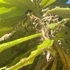 Bedfordia arborescens at Tidbinbilla Nature Reserve - 15 May 2024 12:07 PM