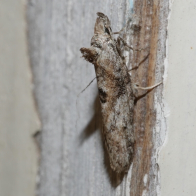 Acmosara polyxena (Heliocosma Group) at Freshwater Creek, VIC - 21 Apr 2020 by WendyEM