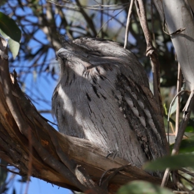 Podargus strigoides (Tawny Frogmouth) at Acton, ACT - 15 May 2024 by TimL