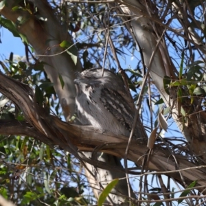 Podargus strigoides at ANBG - 15 May 2024