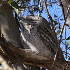 Podargus strigoides at ANBG - 15 May 2024