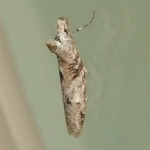 Acmosara polyxena at WendyEM's place - 2 Jun 2009 11:11 PM