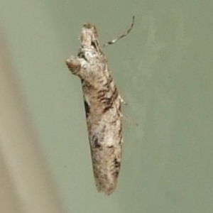 Unidentified Other moth at suppressed by WendyEM