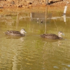 Unidentified Waterfowl (Duck, Goose, Swan) at Freshwater Creek, VIC - 2 Aug 2023 by WendyEM