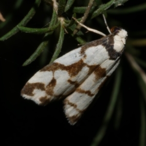 Chiriphe dichotoma at WendyM's farm at Freshwater Ck. - 5 Aug 2023