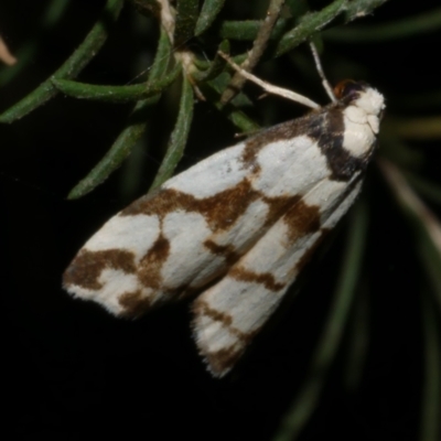 Chiriphe dichotoma (Reticulated Footman) at WendyM's farm at Freshwater Ck. - 5 Aug 2023 by WendyEM