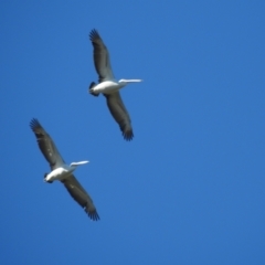 Pelecanus conspicillatus (Australian Pelican) at Berrima - 14 May 2024 by GlossyGal