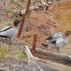 Chenonetta jubata (Australian Wood Duck) at Freshwater Creek, VIC - 5 Aug 2023 by WendyEM