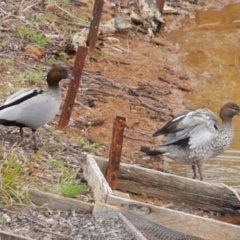 Chenonetta jubata (Australian Wood Duck) at WendyM's farm at Freshwater Ck. - 5 Aug 2023 by WendyEM