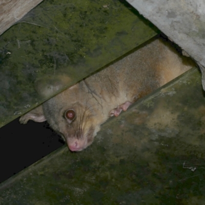 Trichosurus vulpecula (Common Brushtail Possum) at Freshwater Creek, VIC - 5 Aug 2023 by WendyEM