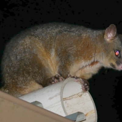 Trichosurus vulpecula (Common Brushtail Possum) at Freshwater Creek, VIC - 5 Aug 2023 by WendyEM