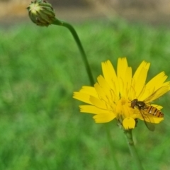 Episyrphus viridaureus (Hoverfly) at Burnside, QLD - 15 May 2024 by clarehoneydove